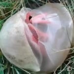 A Slimy, Foul-Smelling Red Thing Appeared in My Yard — I Was Stunned When I Learned What It Really Was