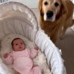 We Nearly Gave Away Our Golden Retriever Because He Barked at the Nanny — Then the Camera Footage Revealed the Truth