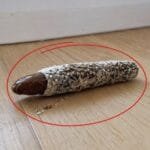I Found a Strange Little Object on My Floor—Then I Discovered What It Really Was