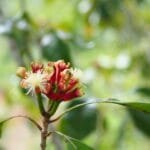 The Ultimate Guide to Cloves: Benefits, Uses, and How They Work