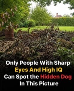 Can You Find the Hidden Dog? Only Those with ‘Sniper Vision’ Will Spot It