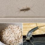 Found Silverfish in Your Home?