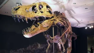 Scientists make stunning realization after discovering perfectly preserved T-Rex on ranch in US