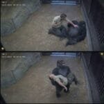 How a Beloved Animal Helped Save His Caretaker’s Life
