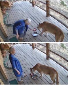 EVERY MORNING, MY GRANDMOTHER FED THE “STRAY CAT” ON HER PORCH. THEN MY FATHER CHECKED THE SECURITY CAMERAS AND DISCOVERED WHAT HAD BEEN SLEEPING OUTSIDE HER WINDOW.