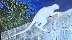 Truth behind unknown ‘predator’ spotted near US border as UFO expert says it could be from another dimension